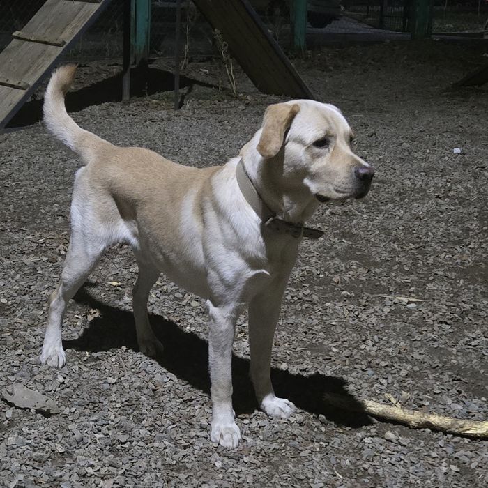 Вязка Лабрадора ритривера