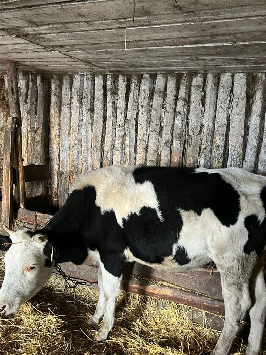 Продам тёлочку находиться в Боровском