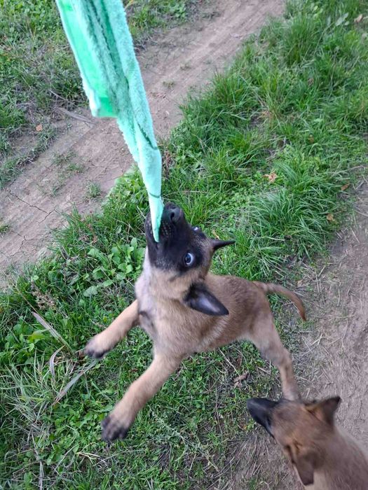 Белгийска овчарка малиноа