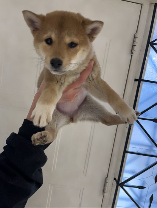 Shiba inu fetita