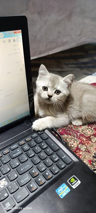 Породистый котёнок