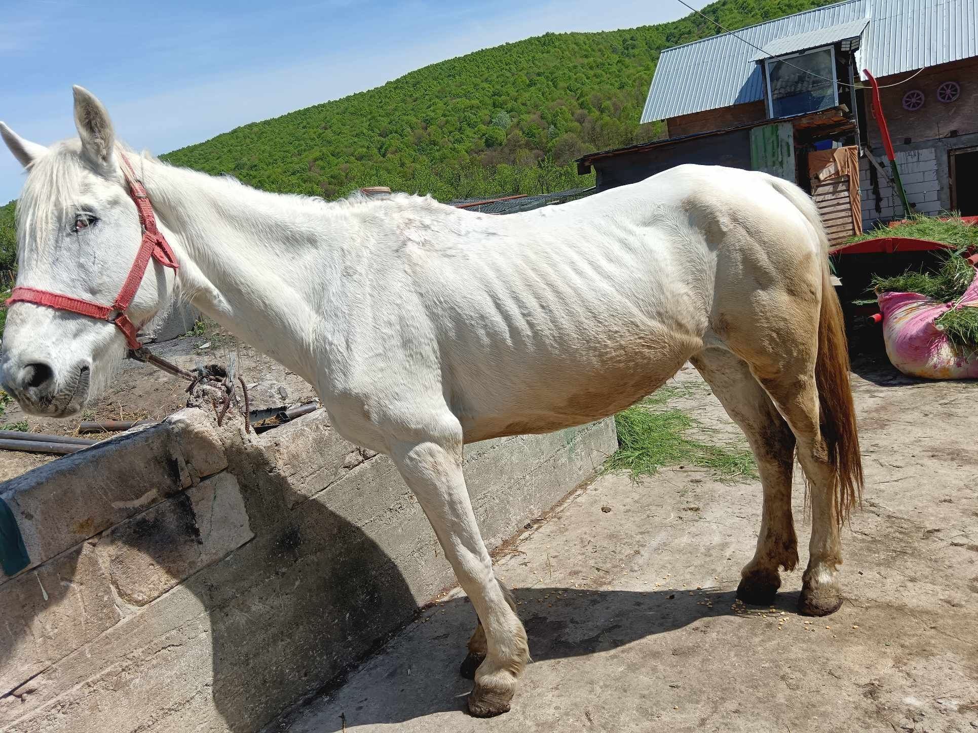 Vând iapă de 10 ani preț negociabil