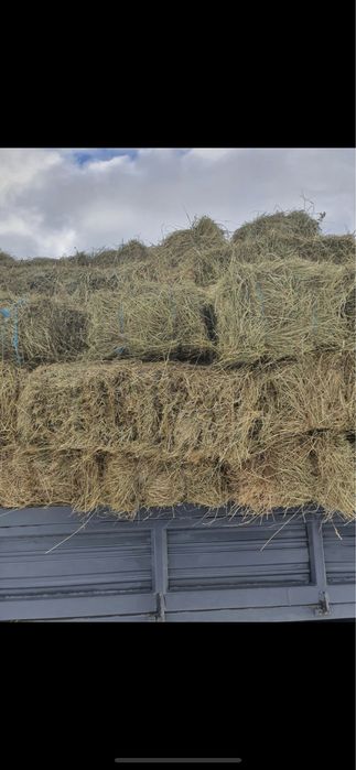 Vând Baloți FAN 18 lei / buc