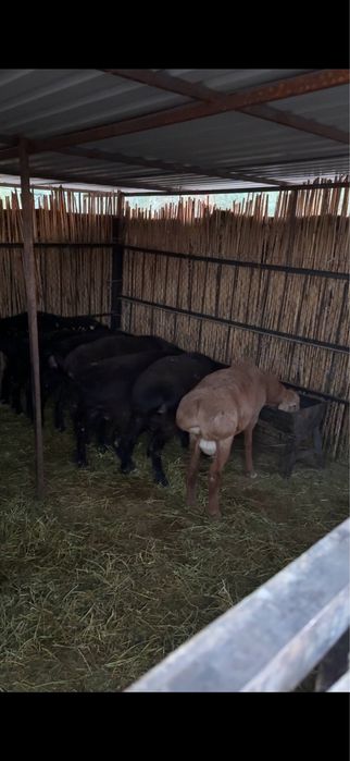 Qo’chqorlar sotiladi srochno!!!