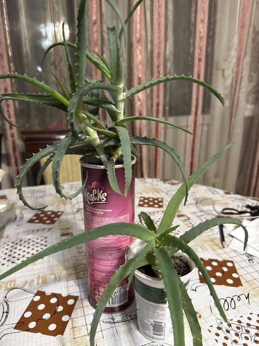 продаю растение Столетник (Алоэ)