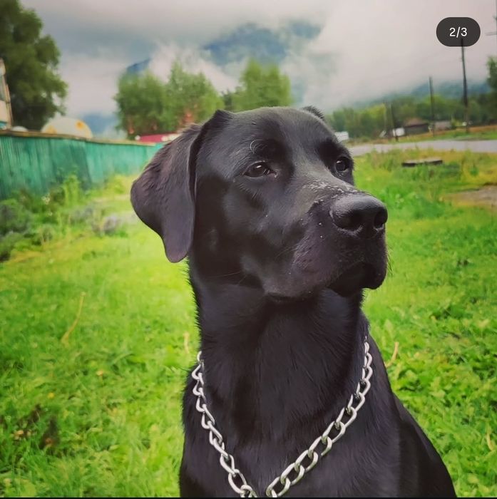 Продам собаку Лабрадор