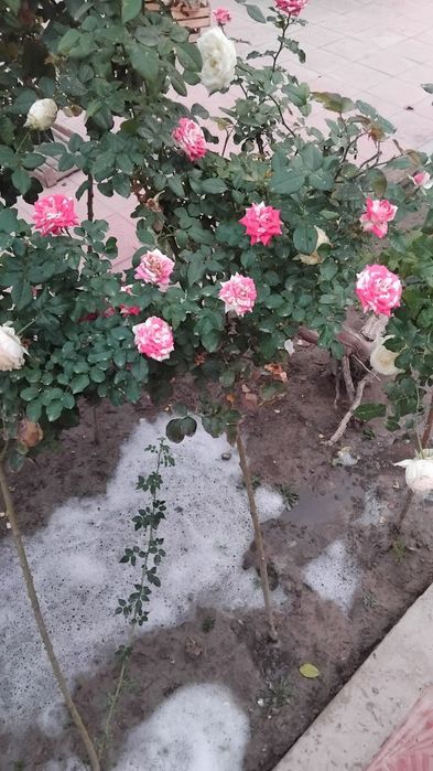 Metrofka gul sotiladi