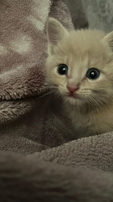 Котенок мальчик бесплатно