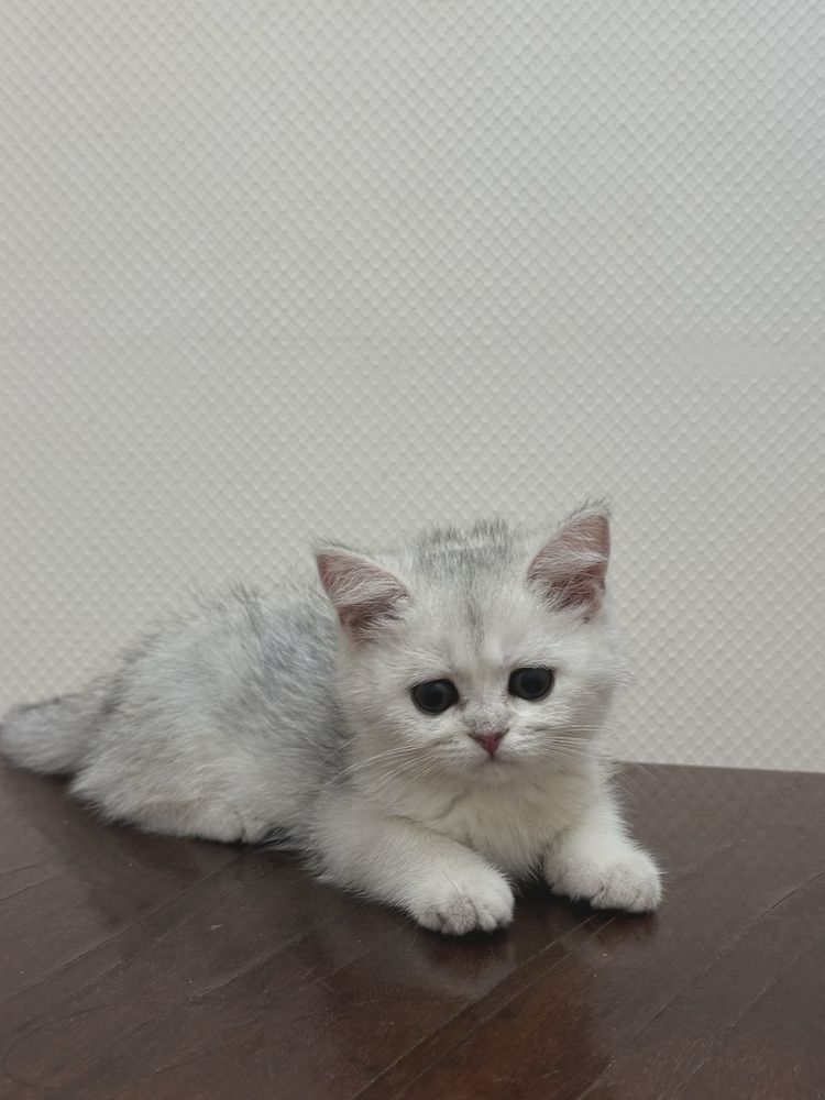 Продаётся котёнок — девочка, шотландская серебристая шиншилла