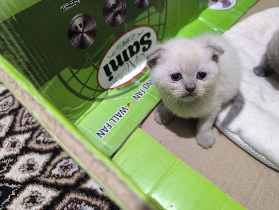 Зотдор скоттиш фолд мушук сотилади.