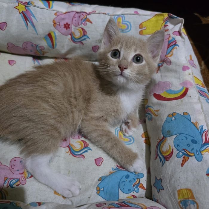 Котик ищет дом!!!