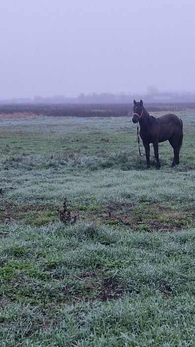 Vand manzuta de 1 an si doua luni