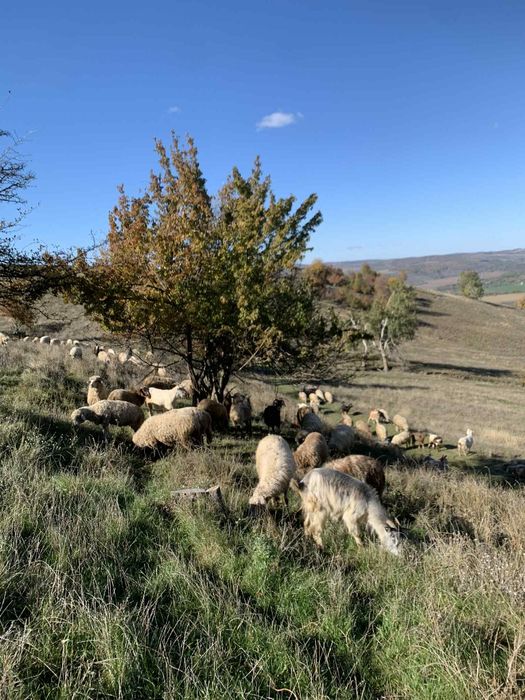 Vând 100 de oi și 40 de capre