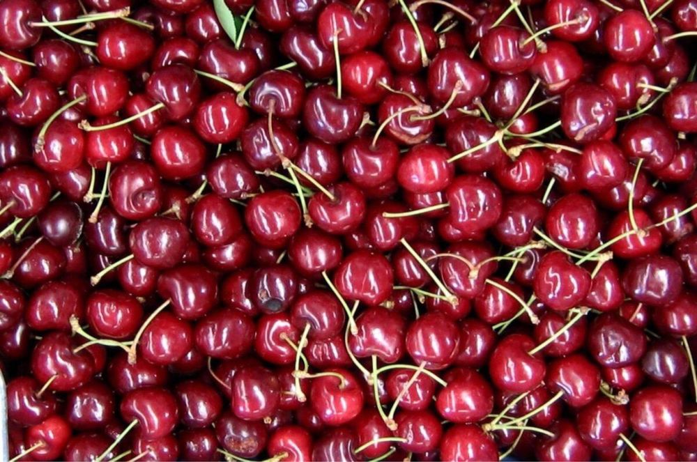 Продам дачную вишню оптом