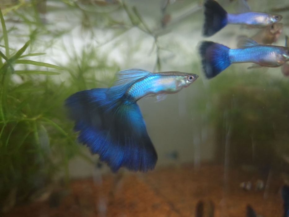 Vând  Guppy linii