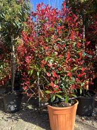 Photinia red robin spalier