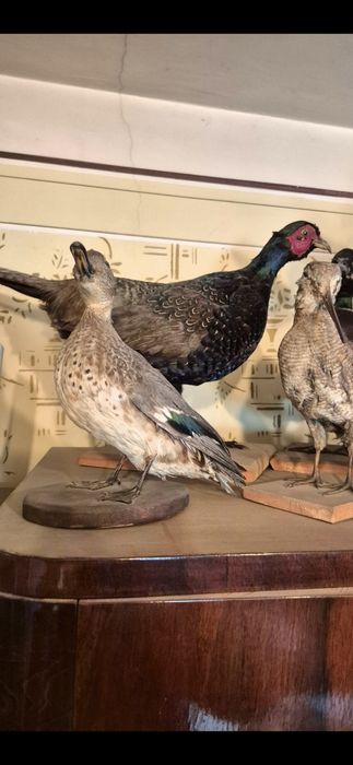 Vând fazani împãiați