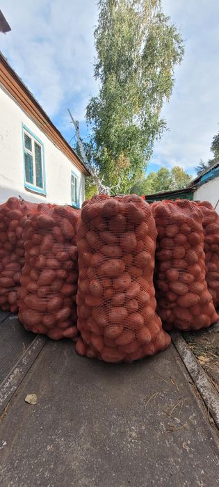 Красная кугалинская картошка В КАСКЕЛЕНЕ