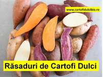Răsad, butași, semințe, sămânța, răsaduri, lăstari de Cartofi Dulci !