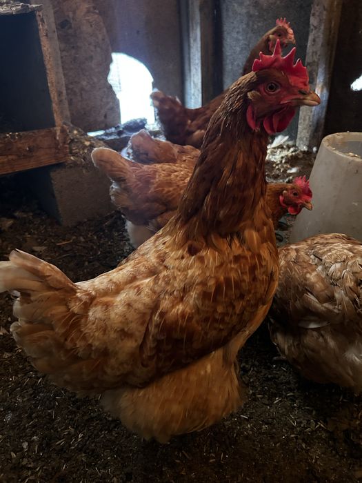 Продам курей несушек