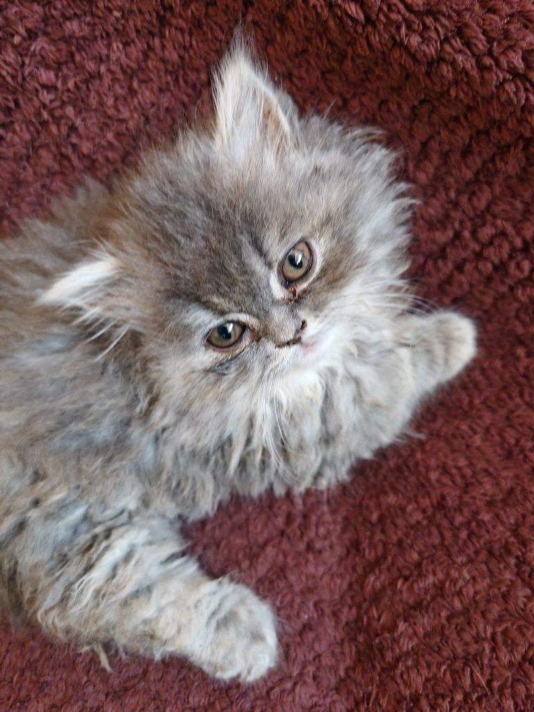 Персийски чистокръвни котенца