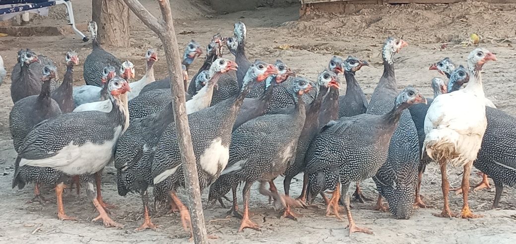 Sesarkalar sotiladi