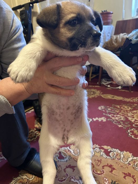 doneza catelusi, au o luna si jumatate, toate sunt fete