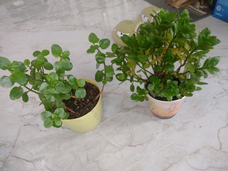 kalanchoe fara floare-2ghivece-mai multe plante in ghiveci