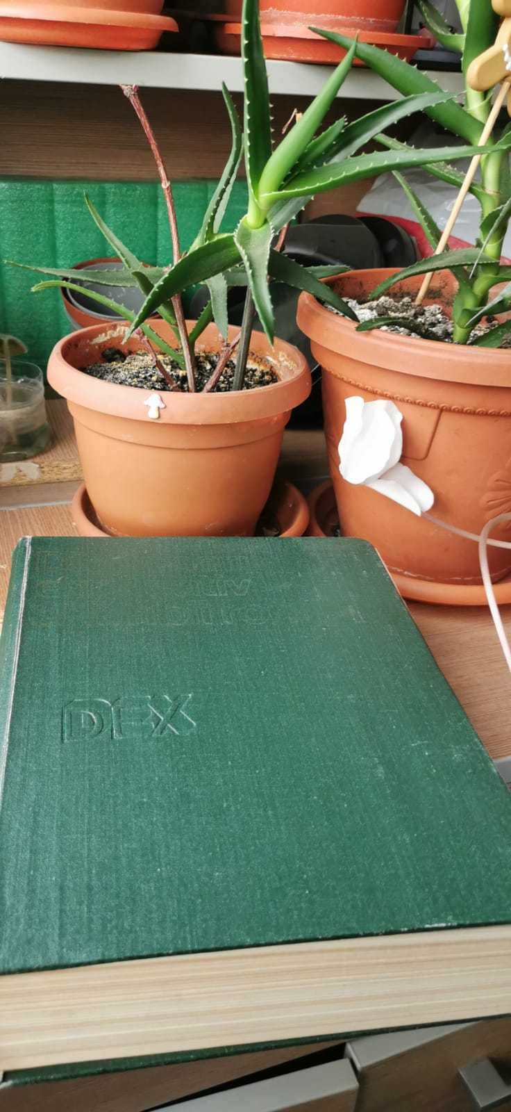 DEX,1984 si Dictionar de termeni literari, Alexandru Stefanescu