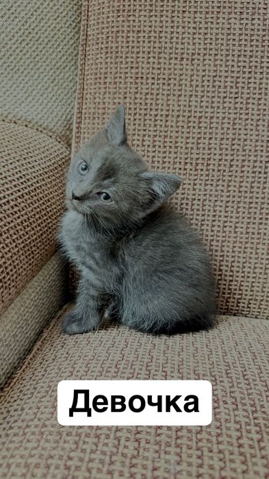 Отдам котят в хорошие руки