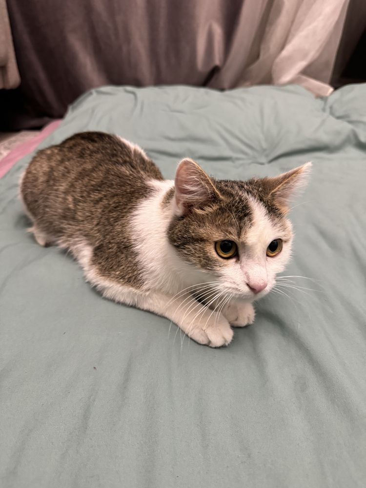 Мысық. Котик