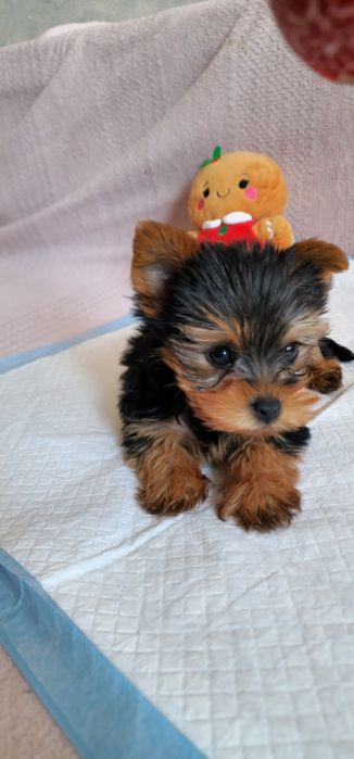 Yorkshire Terrier