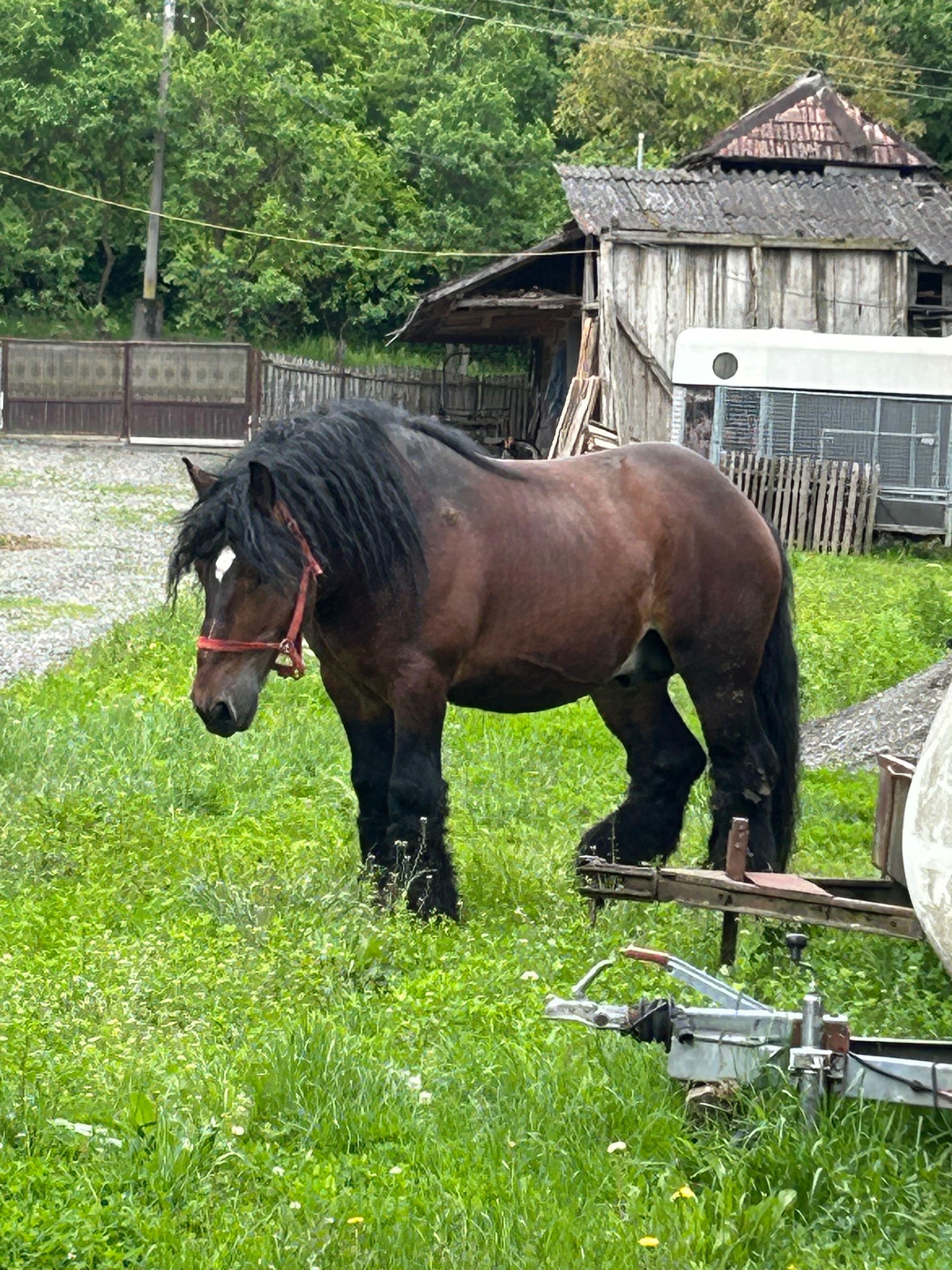 Armăsar belgian …