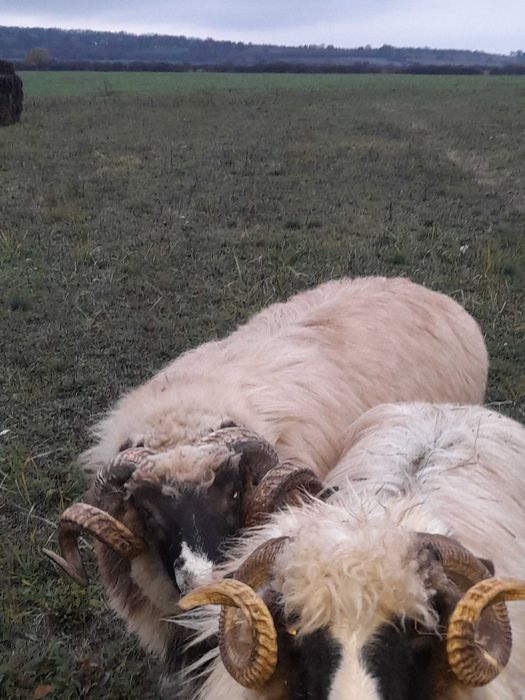 Vând strămior breaz