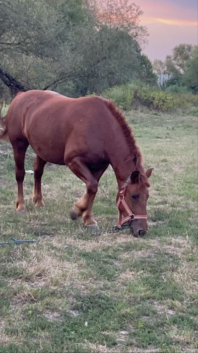 Iapa de vanzare tanara 4/5 ani