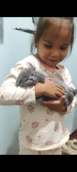 Sotiladi parodali mushukchalar Scottish fold. Продаются скоттиш фолд.