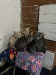 Отдам даром кошку и котят