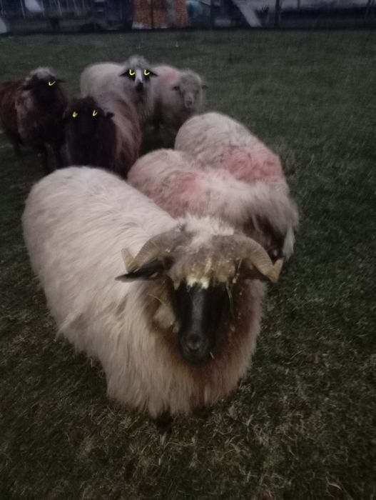 Vând 5 cârlani o mioară și o oaie