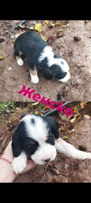 Подарявам най-сладките кученца