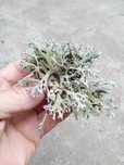 Lichen de prun Evernia prunastri