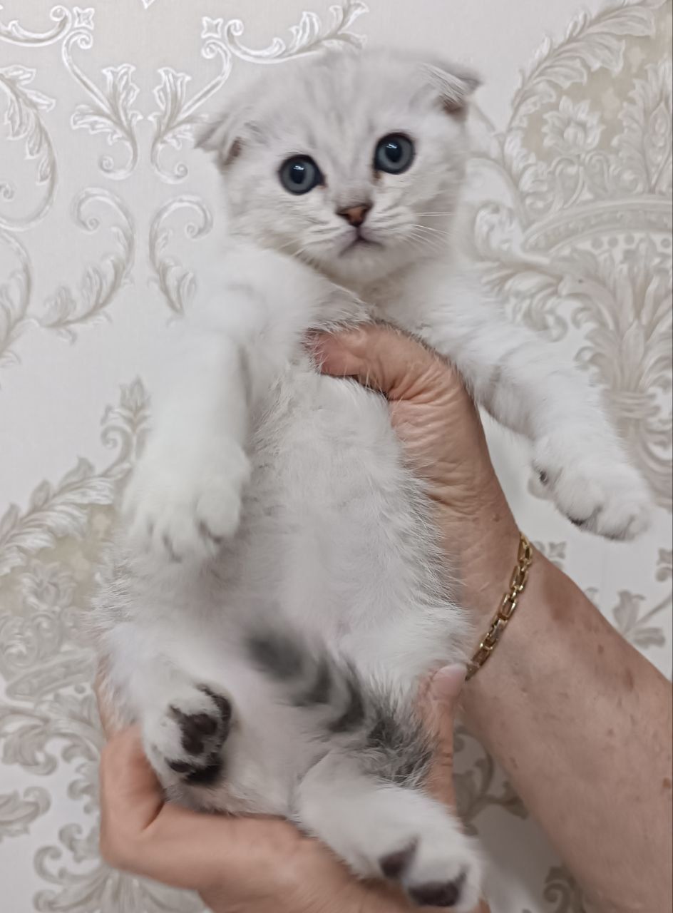 Продаются породистые котята