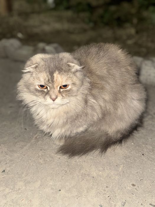 Scottish Fold mushukcha sotiladi — uyga o‘rgatilgan va sog‘lom