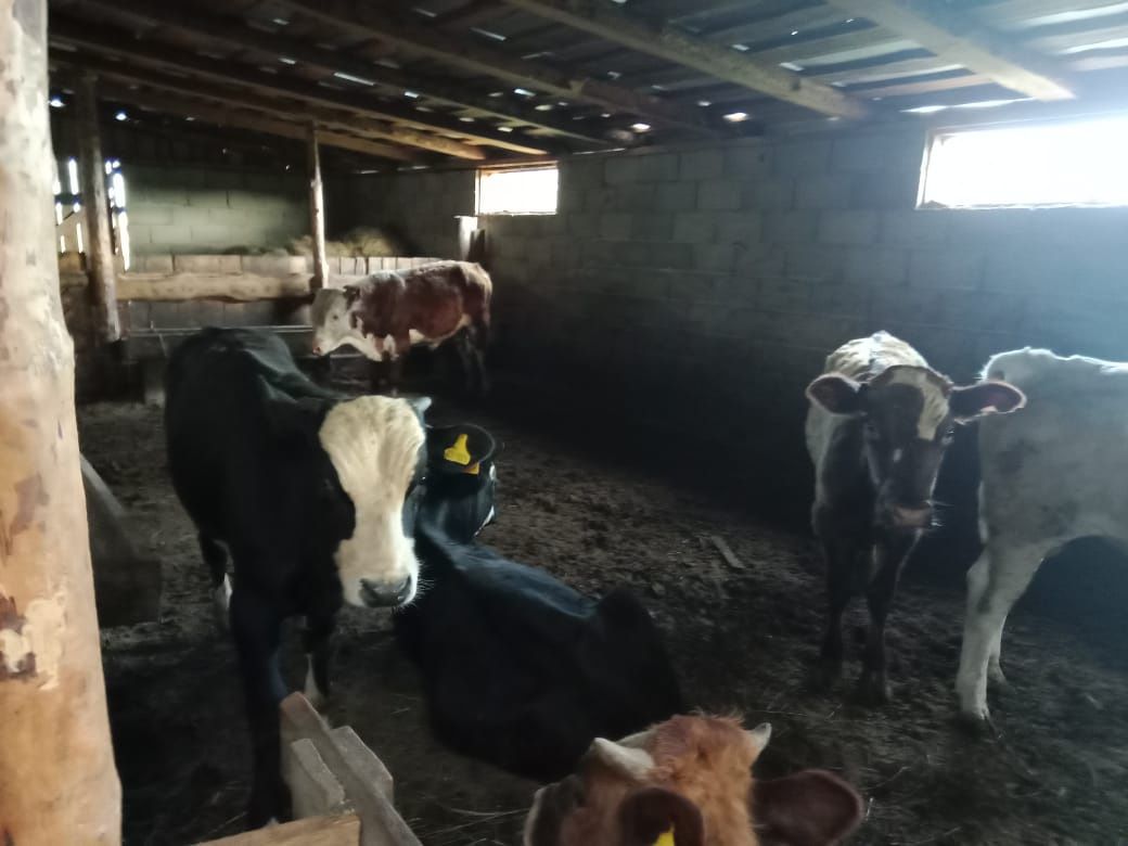 Продам бычков 8 голов