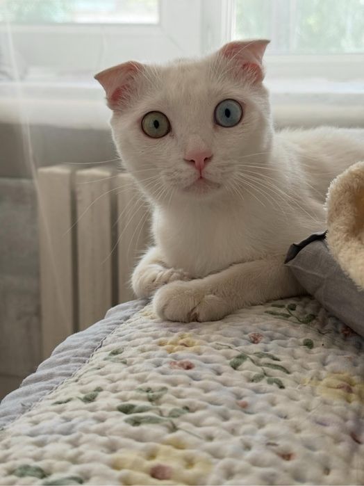 Котик, мальчик, вислоухий