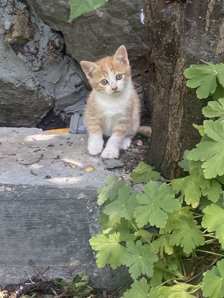 Две женски котета на 3 месеца