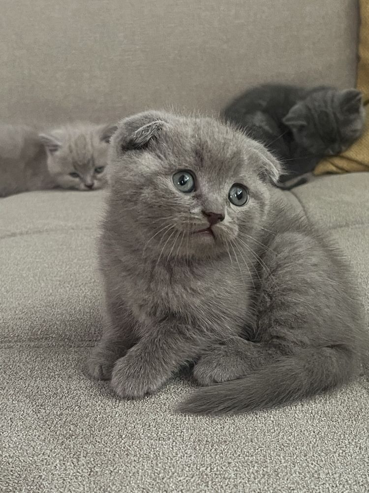 Motanel Scottish Fold Fawn Color poze reale