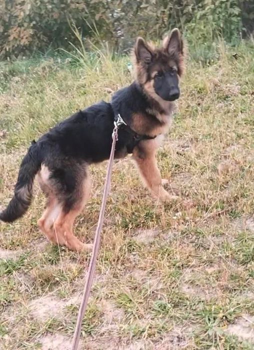 Щенок немец 5 месяцев срочно