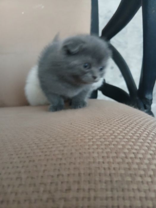 Zotdor mushuk bolalari