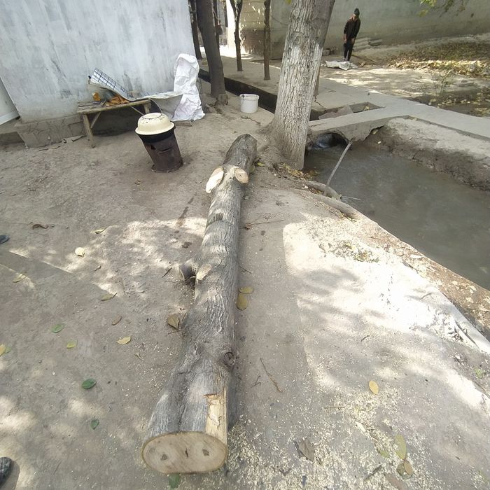 Yongʻoq daraxti kesilgan