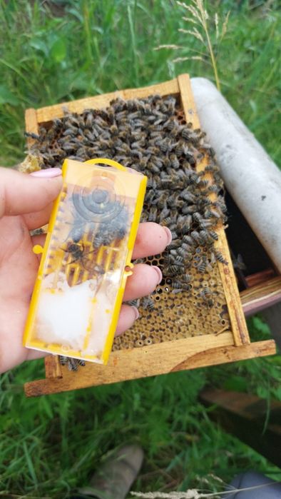 Carnica carpatina buckfast vsh familii albine regine roiuri  stupi roi